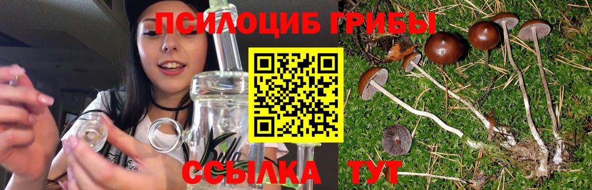 Псилоцибиновые грибы Psilocybe Уварово